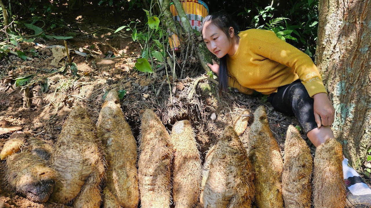 Harvesting strange tubers to sell at the market, cook many delicious dishes after a day's work.