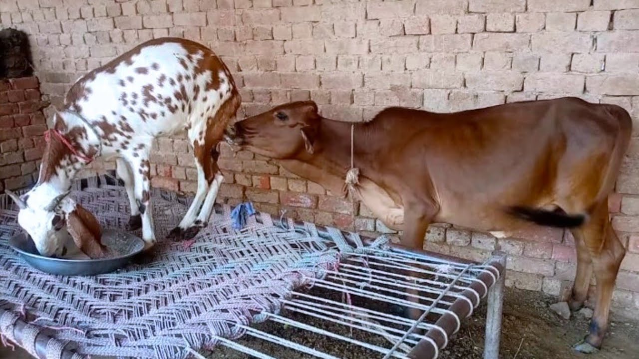 interesting video | calf enjoying goat milk