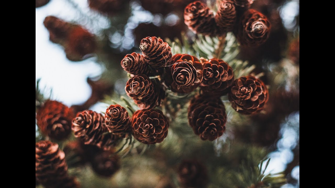 Утреннее Богопоклонение. 21.02.2026. Субботняя школа Урок 8. Карпович Л. Проповедь Беленица М.