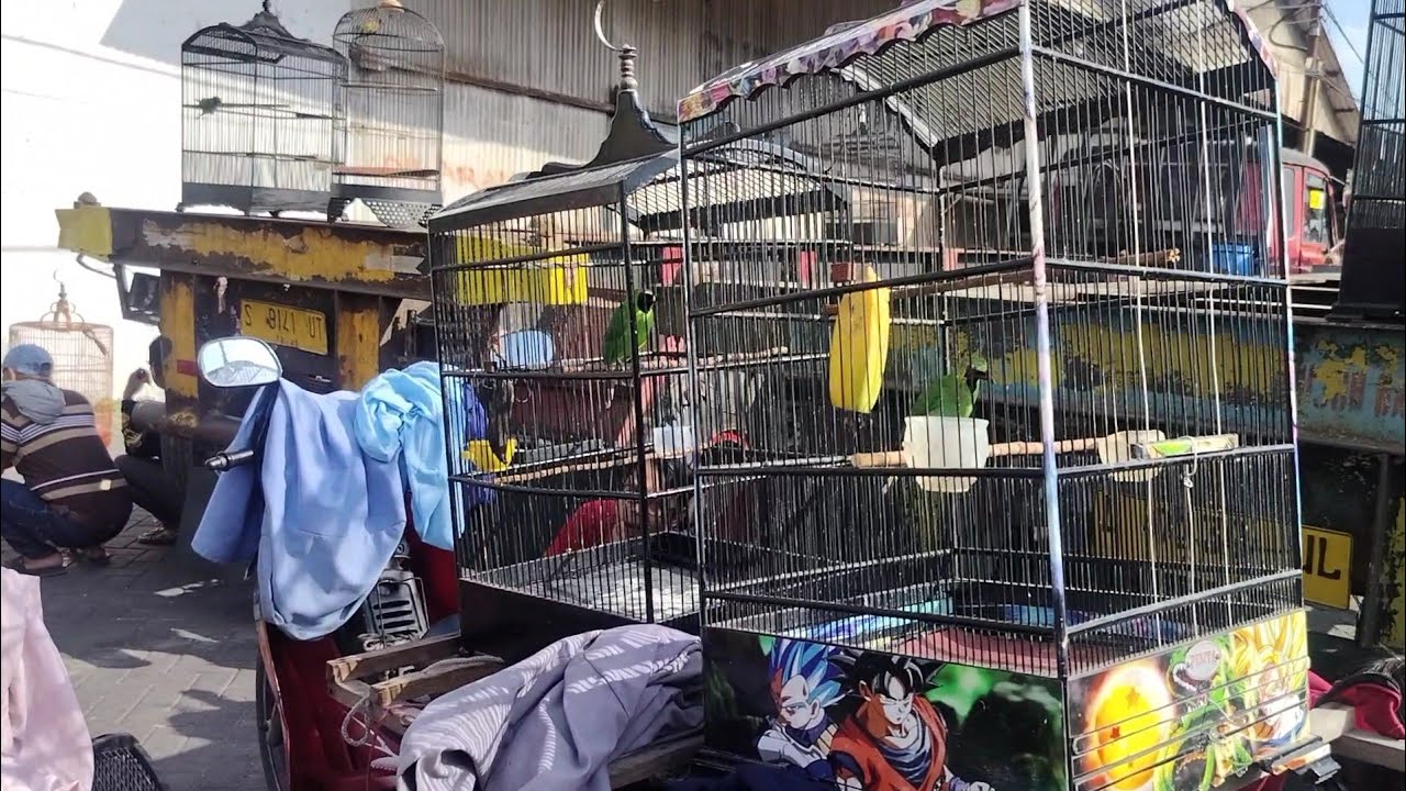 Pasar burung petekan gudangnya burung cucak ijo