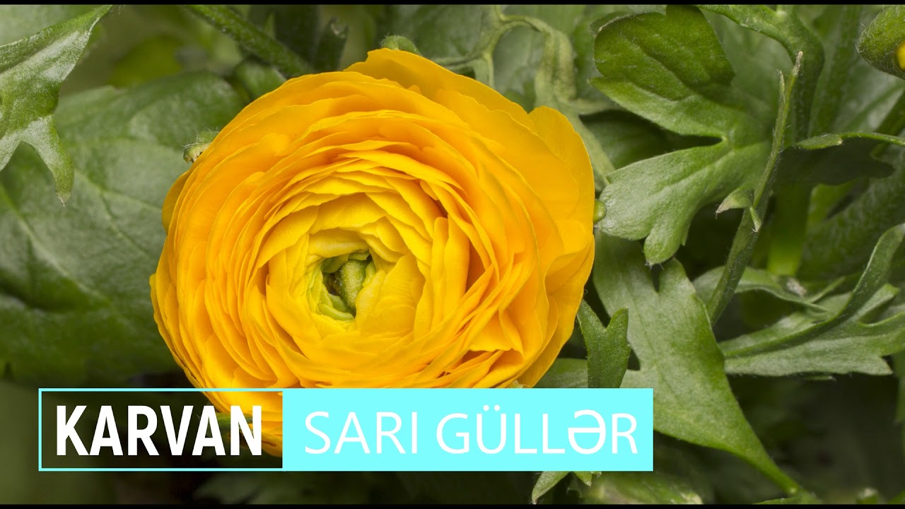 Sarı güllər - Karvan qrupu