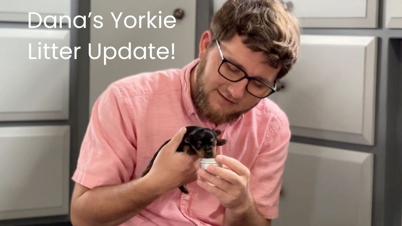 Dana & Bobby's Yorkie Beautiful Yorkie Litter!