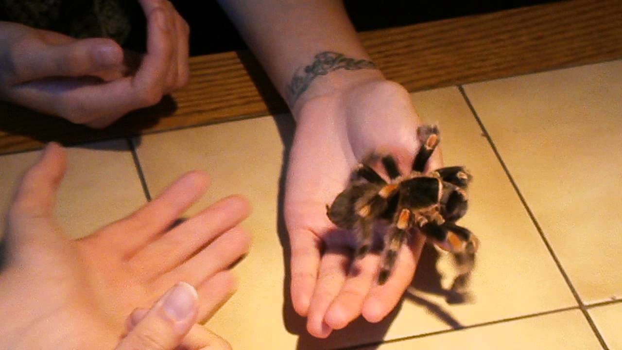 Spinnenkurs - Vogelspinne