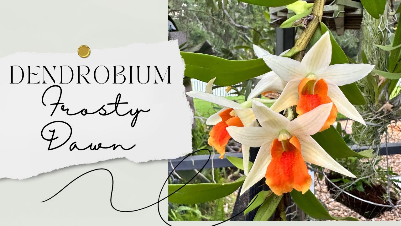 Orchid Spotlight - Dendrobium Frosty Dawn