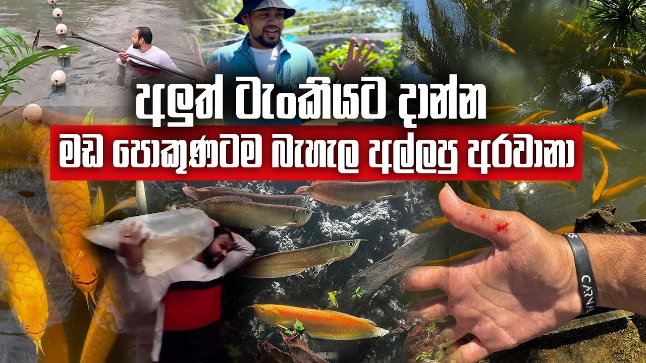 අලුත් ටැංකියට දාන්න මඩ පොකුණටම බැහැල අල්ලපු අරවානා  | Golden Yellow Albhino Arowana|First time in SL