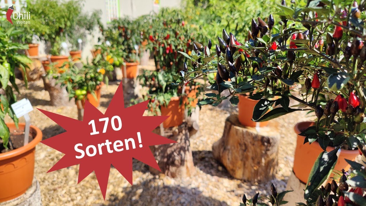 Chili Ausstellung - Botanischer Garten RUB 2022