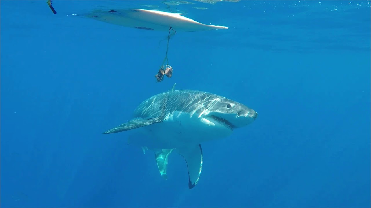 Rpela Shark Deterrent for Surfers &ndash; Proof it Works! (ON/OFF)