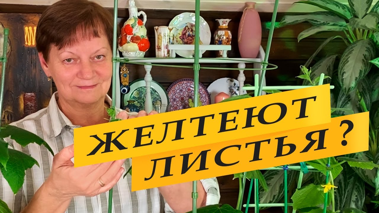 Почему желтеют листья  огурцов и дома, и на улице.