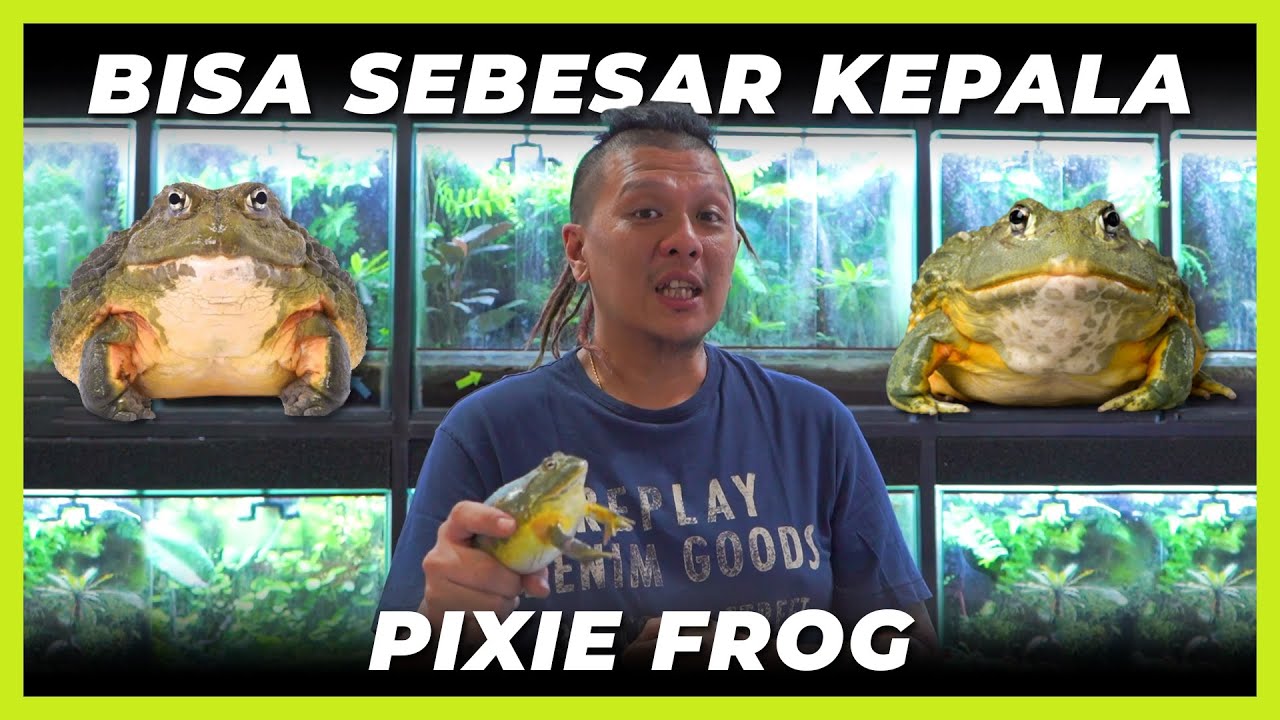 PIXIE FROG - AFRICAN GIANT BULLFROG || KODOK BESAR YANG COCOK UNTUK DIPELIHARA PEMULA
