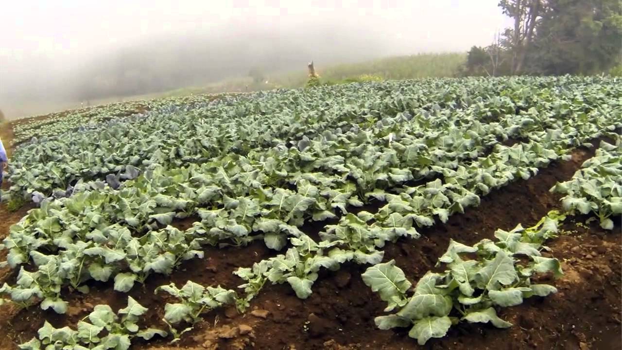 JJ Paniagua, un pionero de la agricultura orgánica en Costa Rica