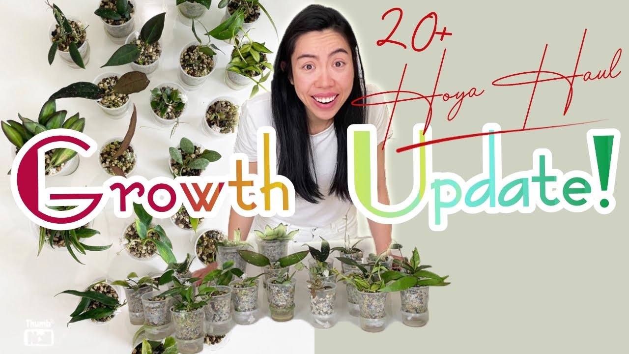 (🌱ОБНОВЛЕНИЕ О РОСТЕ!) ПОКУПКА ХОЙЯ | 20+ редких и необычных хойя 2022 года | Труднодоступные хойи