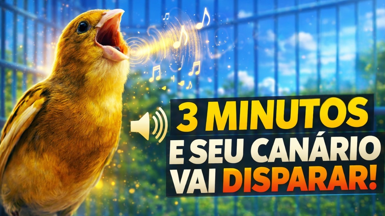 Canario Belga Cantando: Belga salsa cantando - Gravado ao Vivo🎶 Canto Para Esquentar o Canário Belga