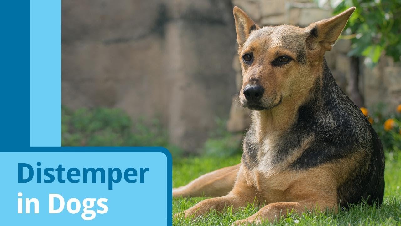 Distemper in Dogs