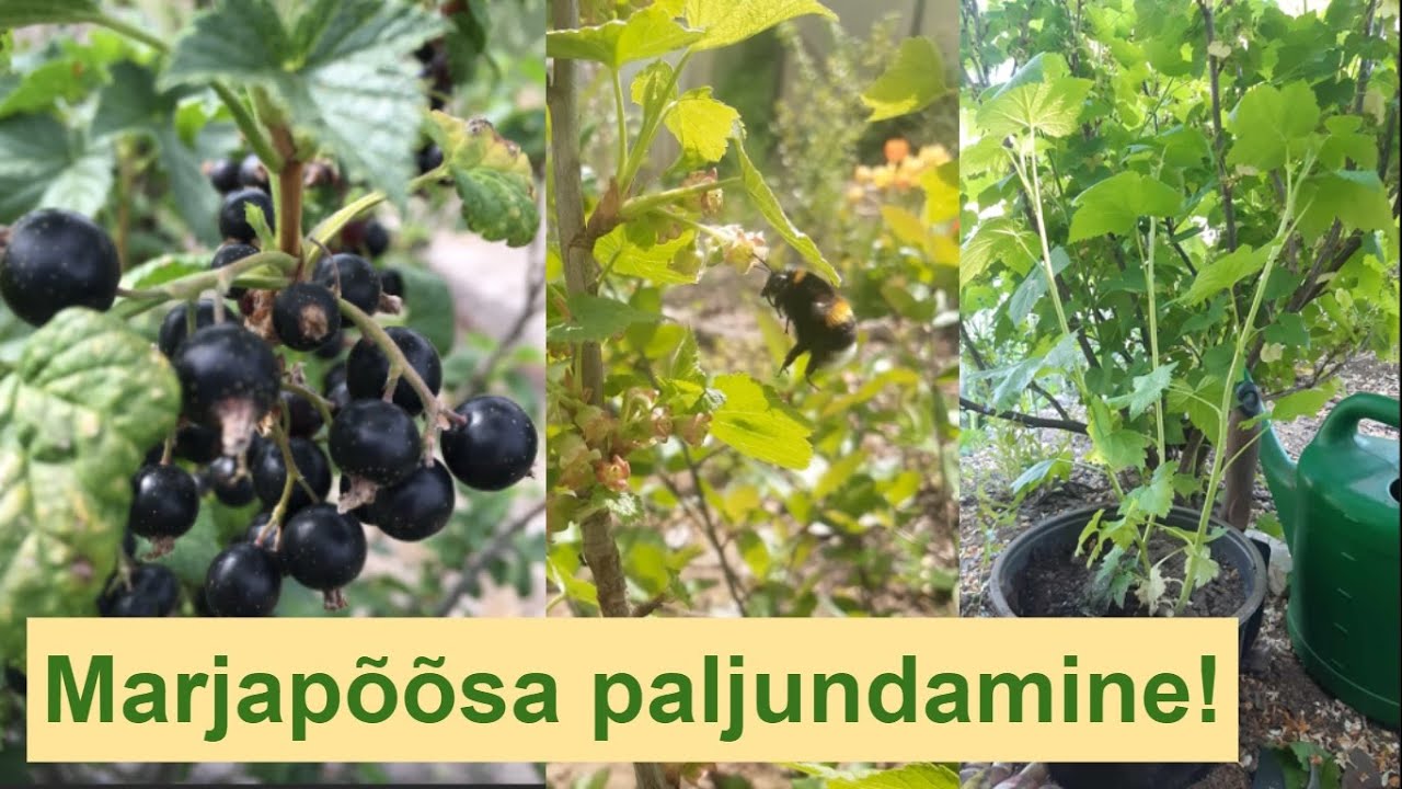 Marjapõõsa paljundamine lookvõrsikuga