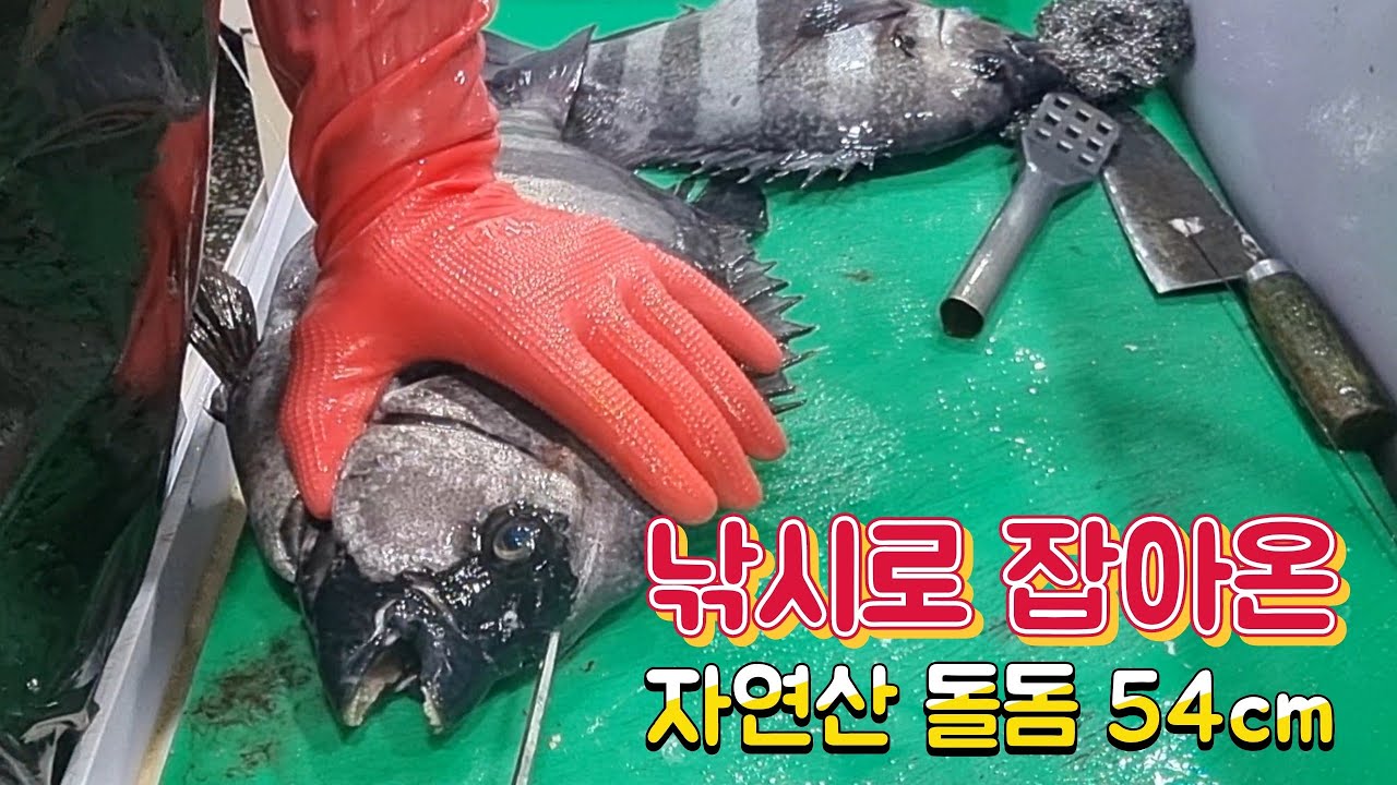 낚시로 잡아온 자연산 돌돔 54cm 손질