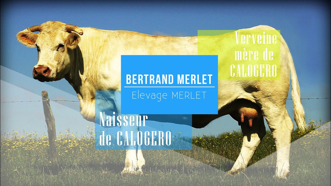 Bertrand Merlet