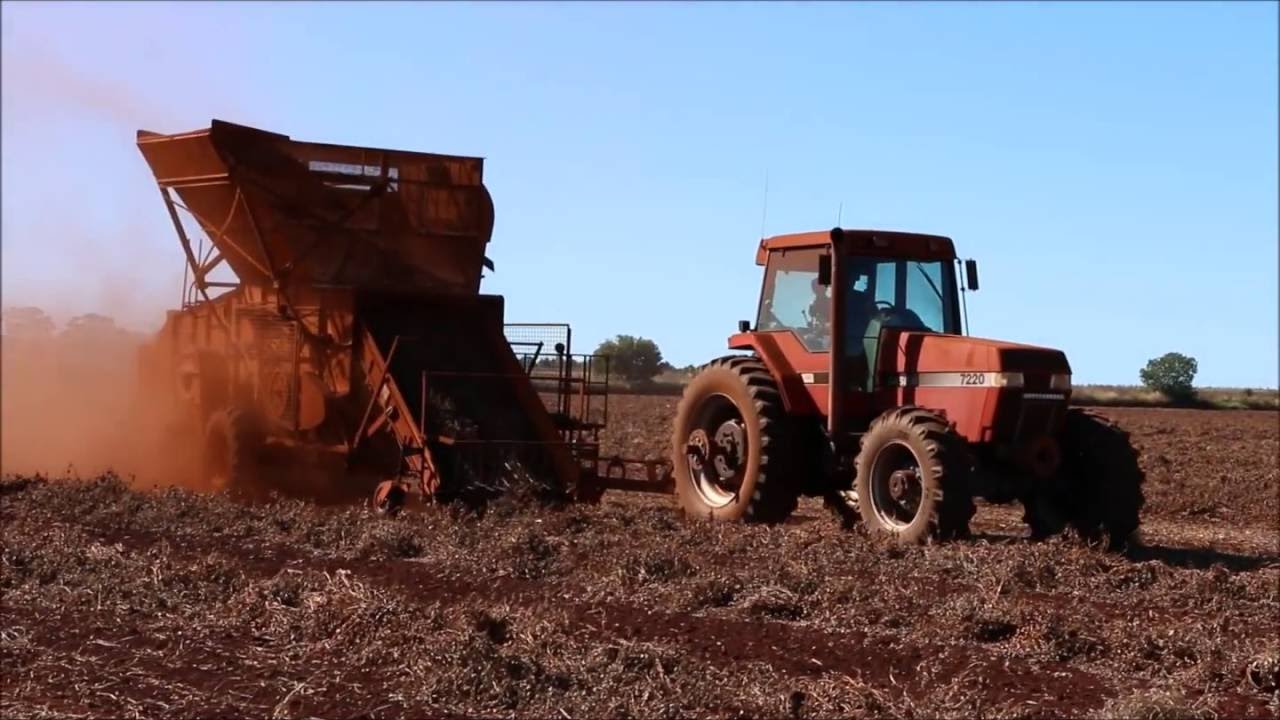 Peanut harvesting Australia 2016