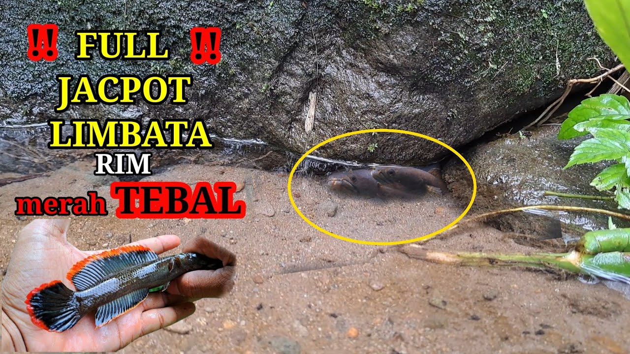 Panen channa limbata lokaliti Gunung Slamet || mancing channa limbata rim merah tebal