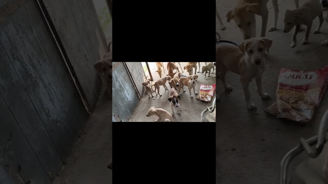 आज सब ने खीर खाई और मस्ती ही मस्ती की 