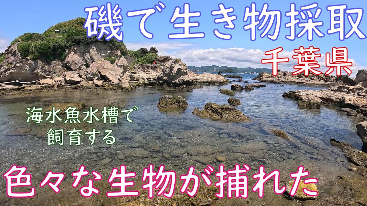 【磯採取】千葉県の某磯でガサガサをしたら色々な生物が捕れた【海水魚水槽】