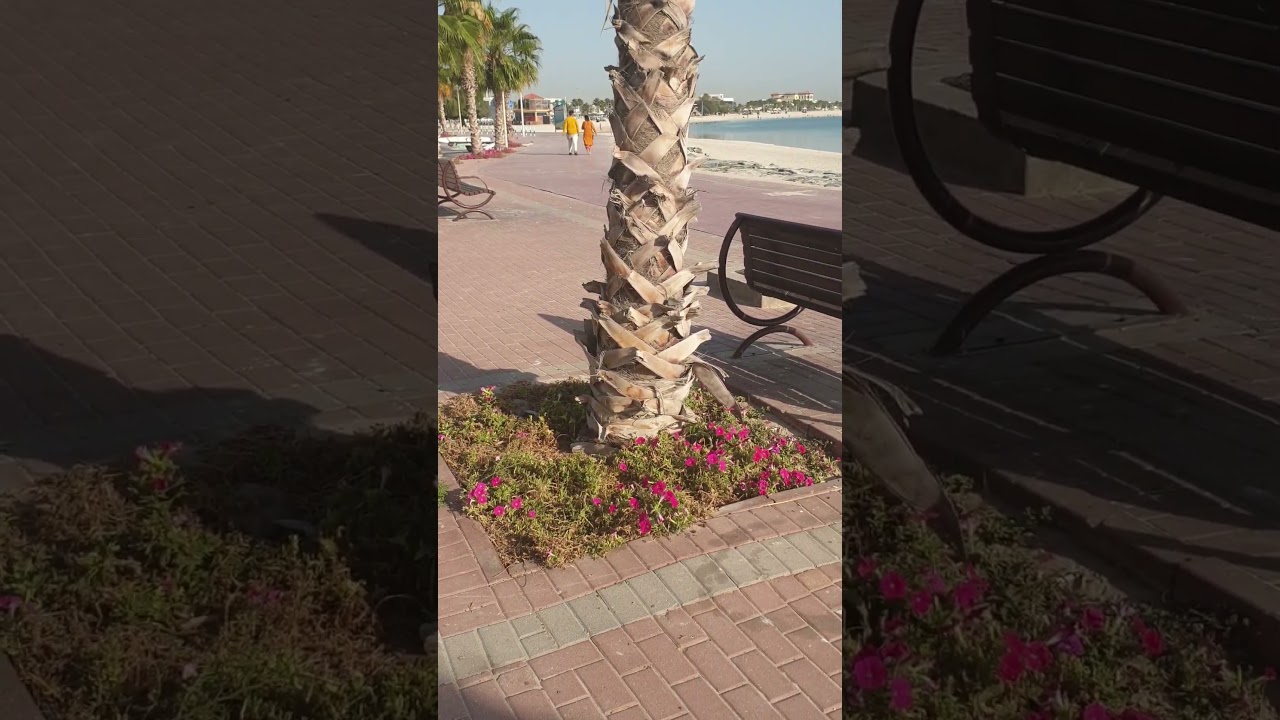 Always amazed by the trees, flowers, and sea in the desert country.