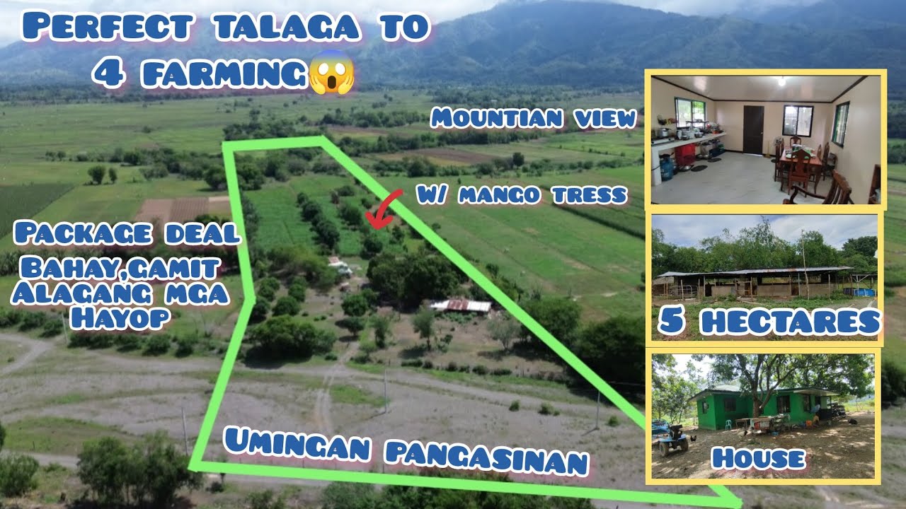 Lot#655 Ang gandang farm nito. package deal pati mga alagang hayop ksama W/ house. Mountain view pa.