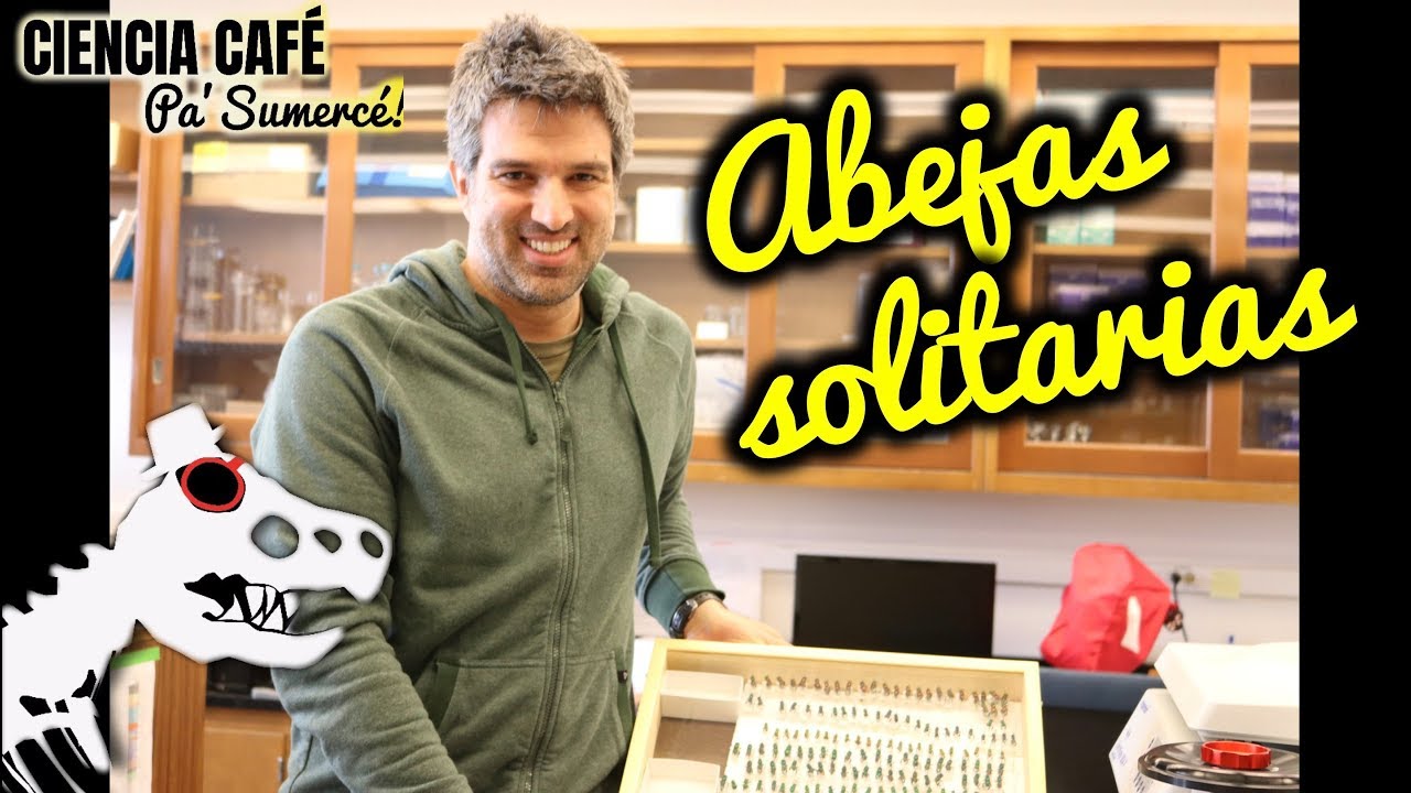 Abejas solitarias, orquídeas, y comunicación química