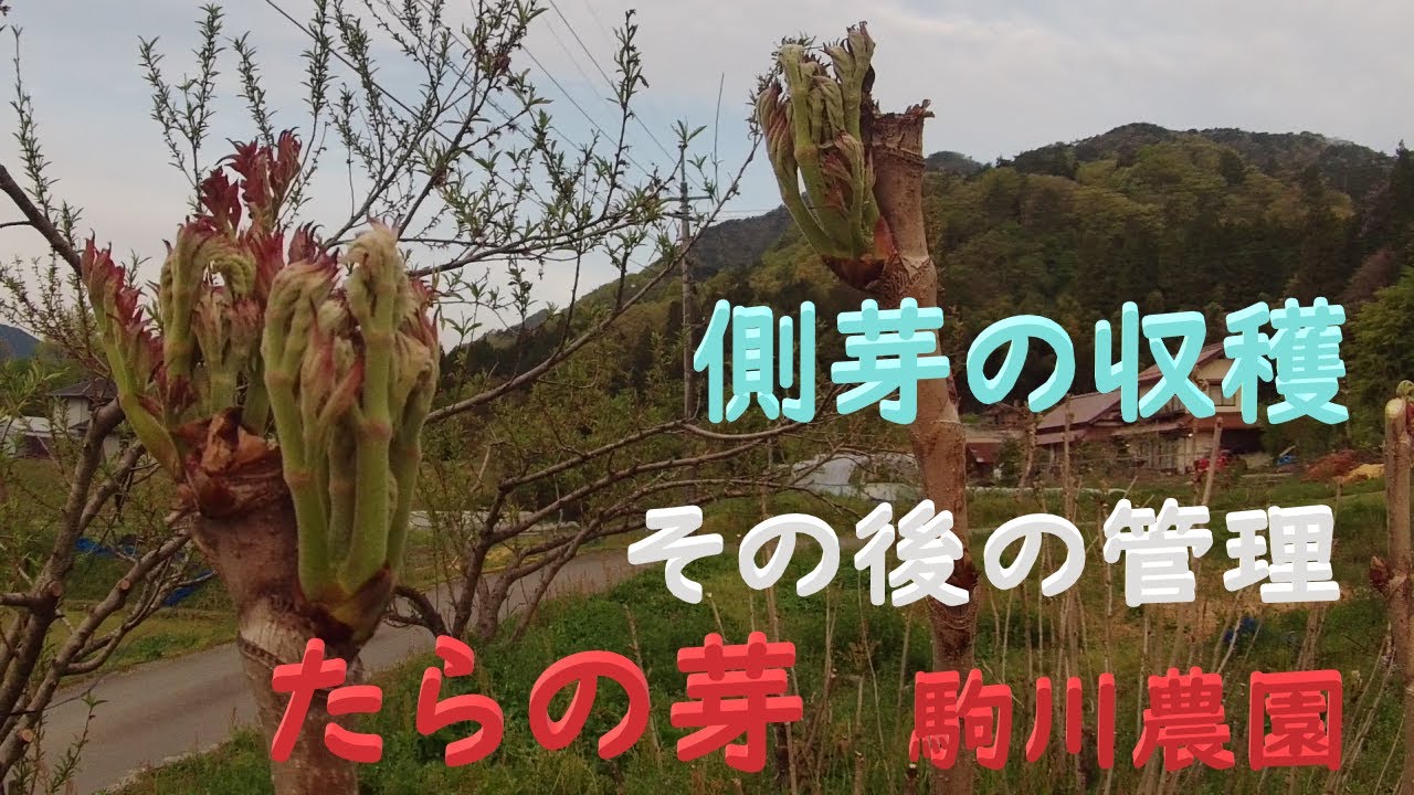 タラの芽副芽・側芽の収穫とその後の管理　目指せ100品目　邑南町　駒川農園　21.4.23