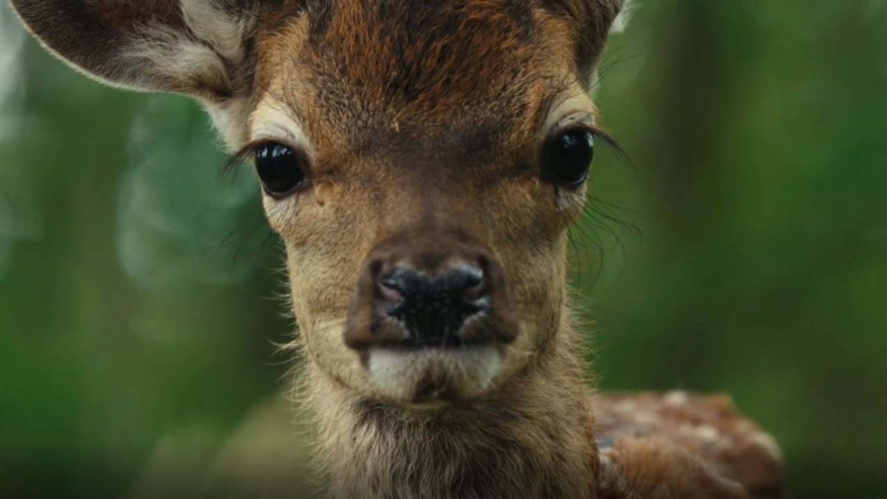 Bambi A Tale of life in the Woods Movie Recap
