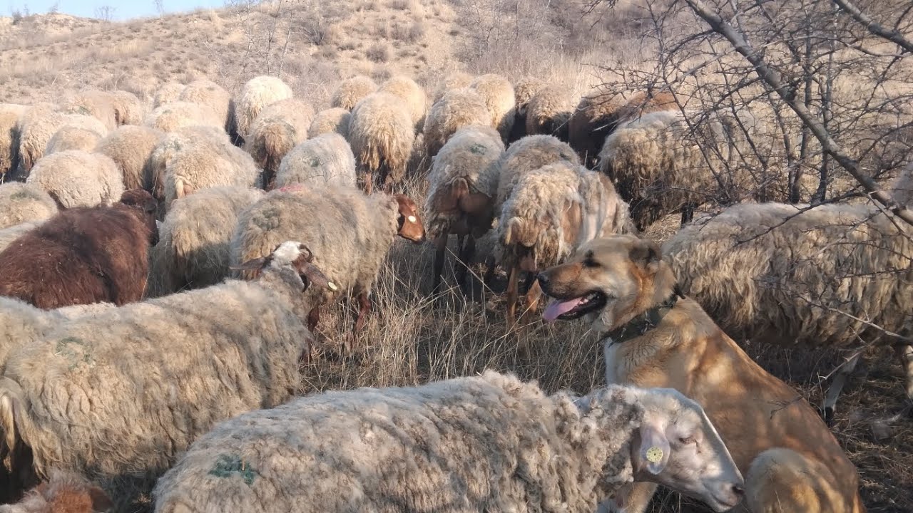 25.01.25  Boğaz qoyunu  necə bilmək olar və Qoçu neçə il saxlamaq olar?