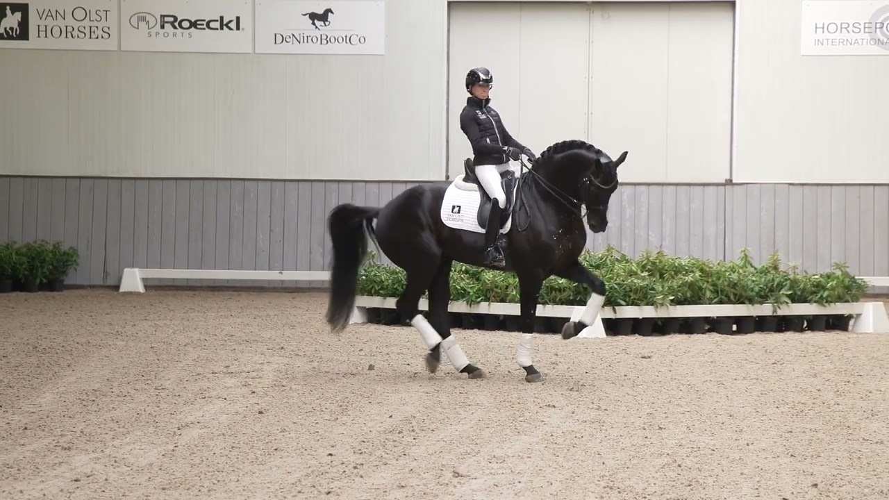 Van Olst Horses Glamourdale