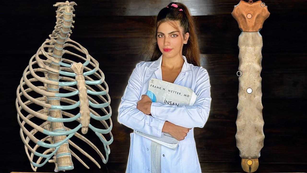 آناتومی استخوان جناغ سینه | آناتومی عضلات سینه  | l Anatomy of sternum آناتومی قفسه سینه | استرنوم