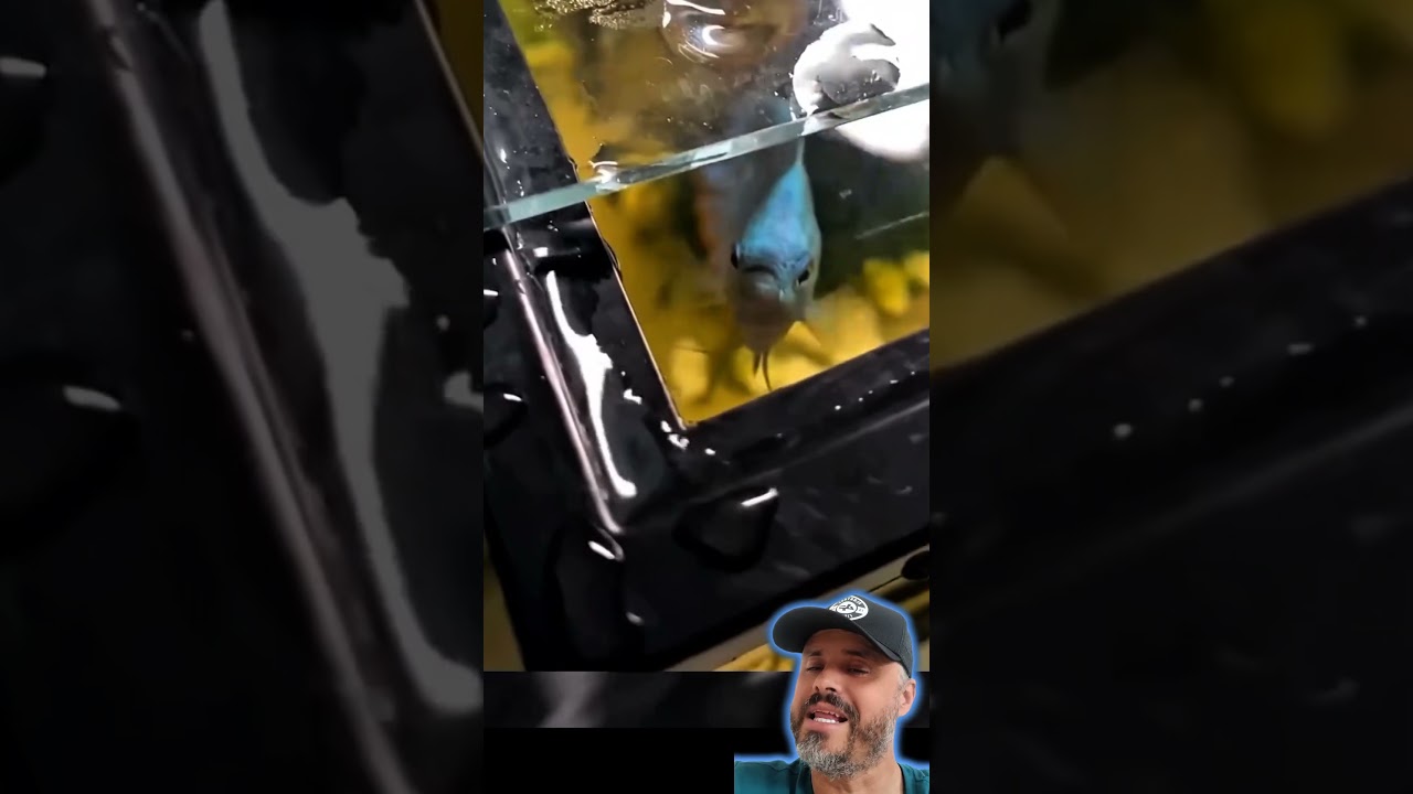 n&atilde;o sabe porque sempre esta molhado perto do aquario a colisa explica #peixe #aquarium #fish