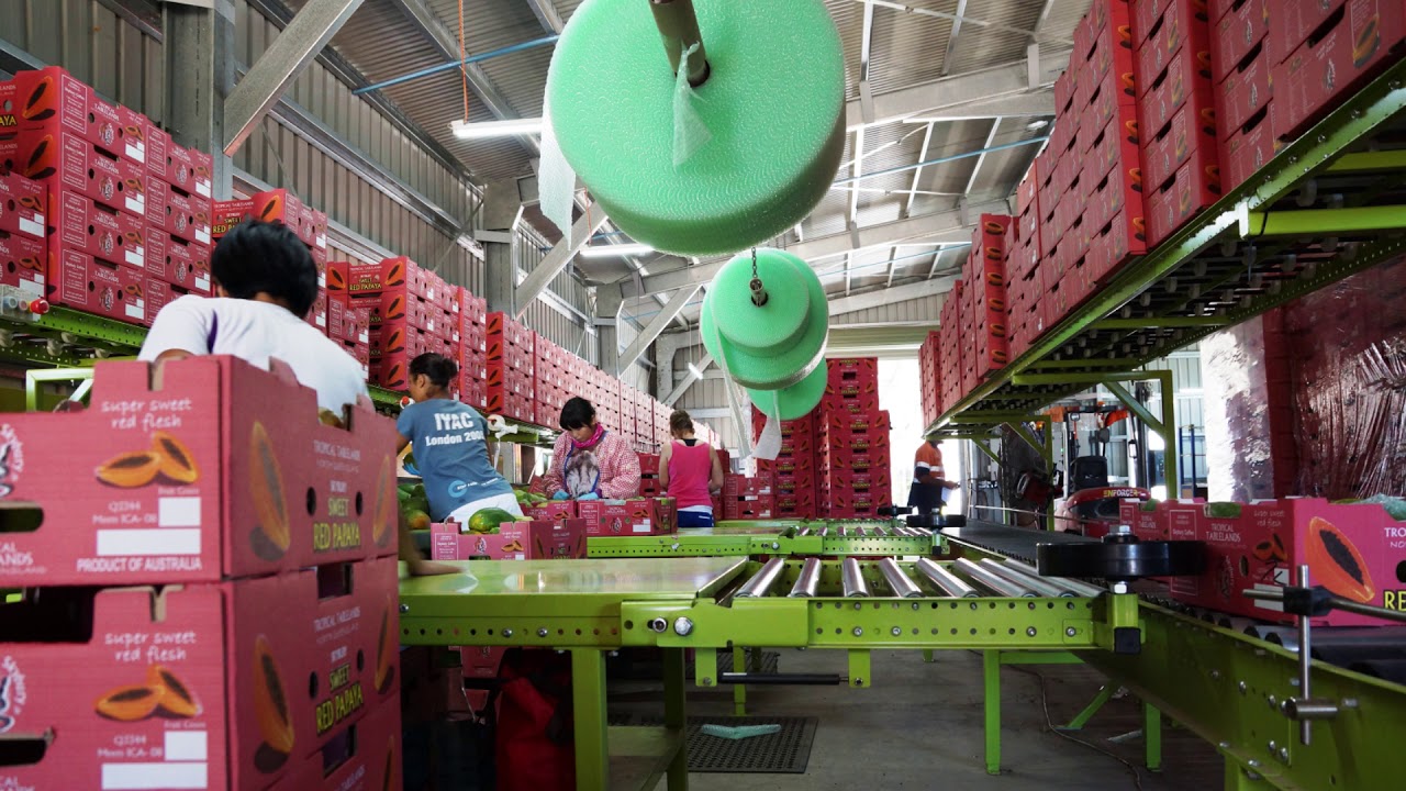 SKYBURY PAPAYA PACKHOUSE | DYNO CONVEYORS