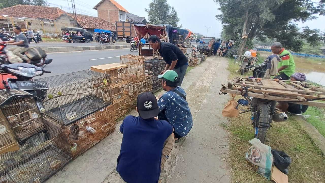 Harga cuci gudang 3 ekor 30 k dapet katuranggan bisa bisa jual mahal