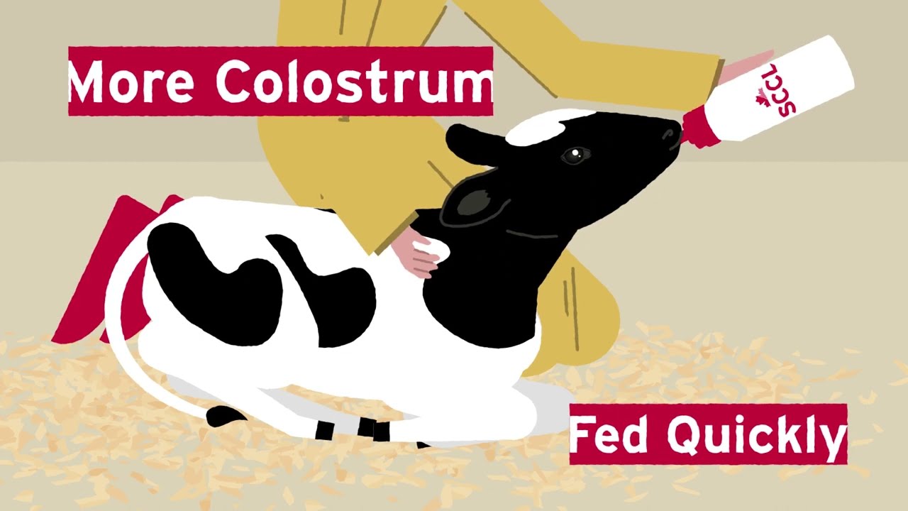 HeadStart Dairy - SCCL to the Rescue