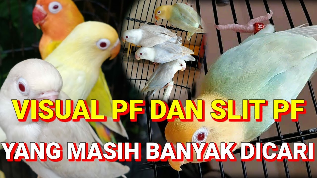Lovebird split pf dan Lovebird pf yang masih banyak dicari