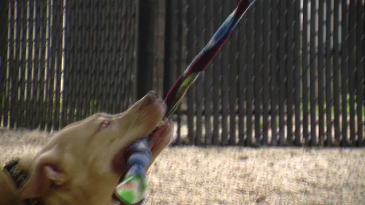 Introducing the Animal Welfare League of Arlington