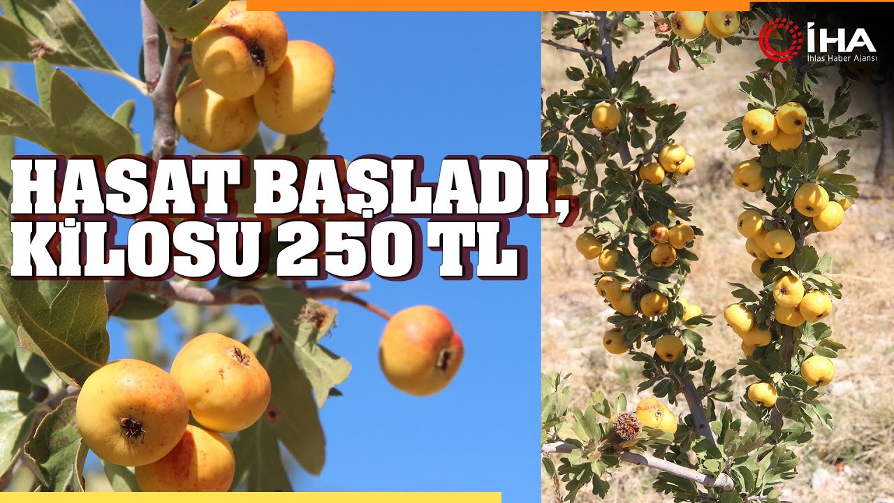 Alıçta Hasat Başladı, Kilosu 250 Liradan Satılıyor.