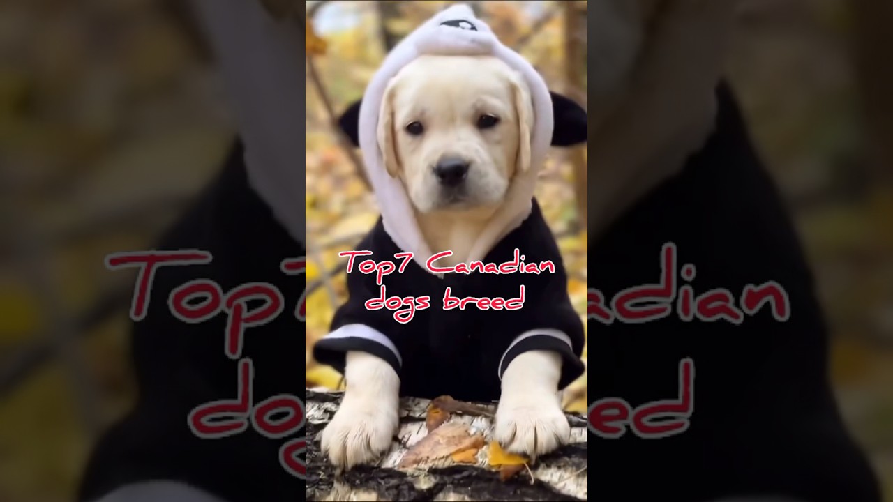 Top7 Canadian dogs breed #youtubeshorts #dogbreed #ytshorts