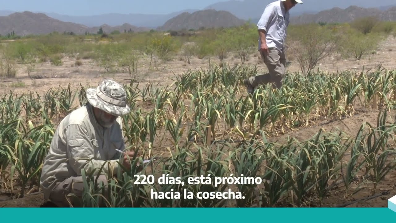 Ajo: ensayos bajo estrategia de riego deficitario