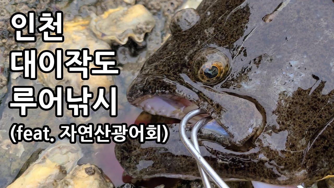 자연산 광어 잡아서 회로 먹으면 맛있을까? #대이작도 #루어낚시