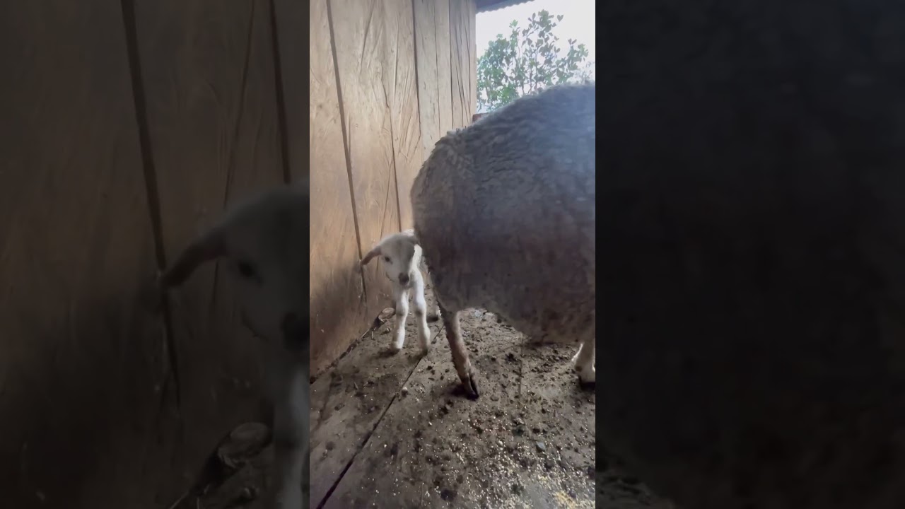 New baby Sheep 
