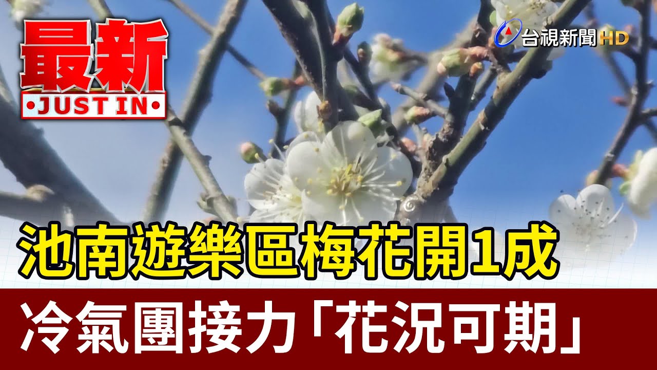 池南遊樂區梅花開1成 冷氣團接力「花況可期」【最新快訊】