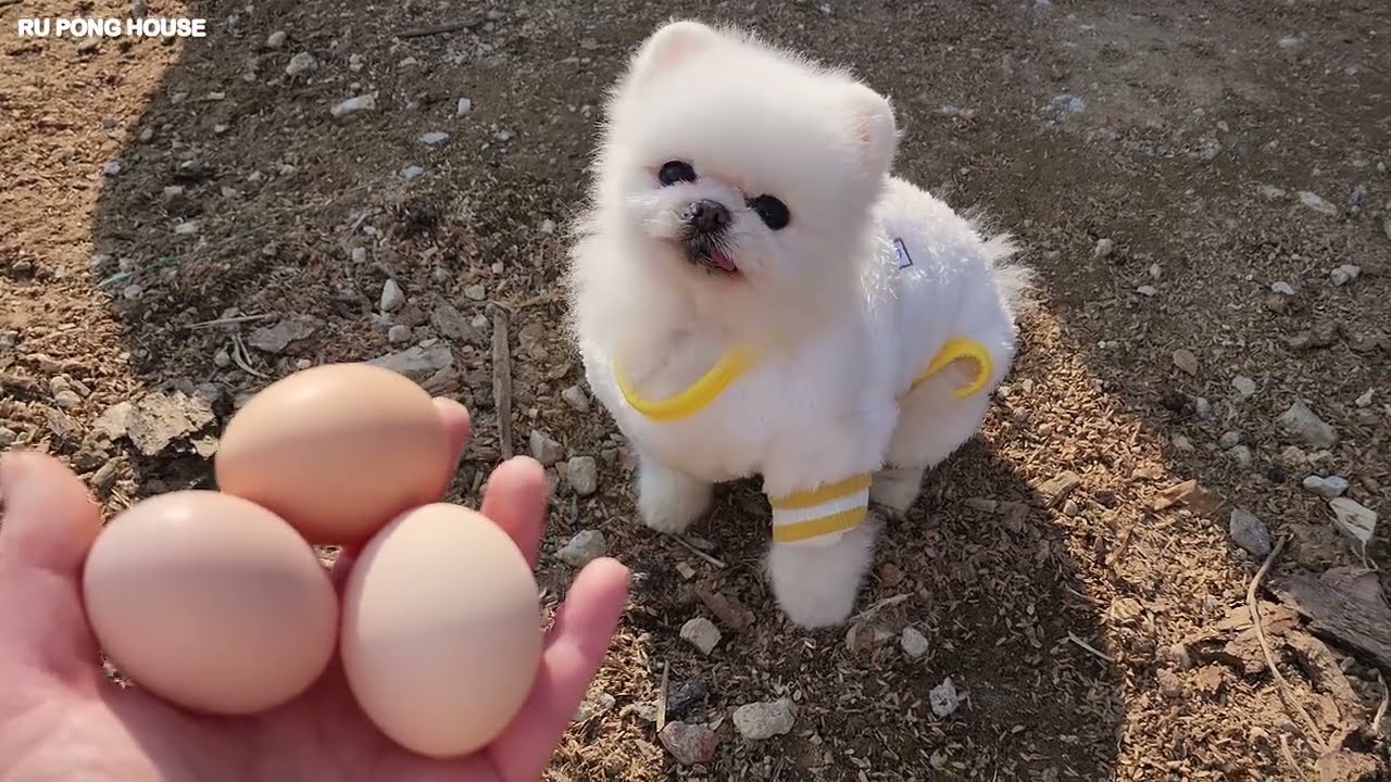 꼬꼬 무떠워