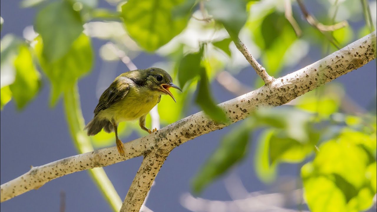 Enjoying their first Flight #birds #nature #birdbaby#birdlovers