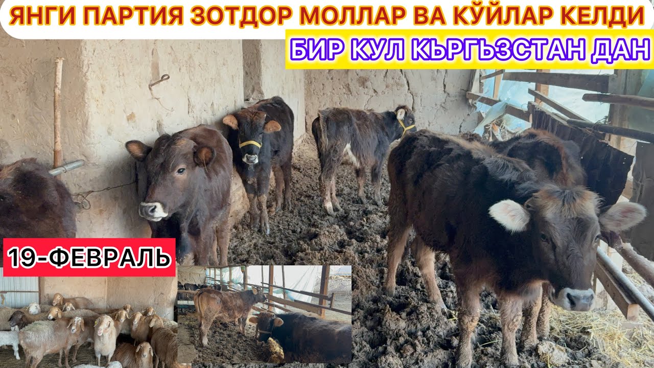 ЯНГИ ПАРТИЯ ЗОТДОР МОЛЛАР ВА КЎЙЛАР КЕЛДИ КЬРГЬЗСТАН ДАН 19-ФЕВРАЛЬ 2026 г.