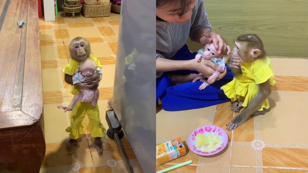 Proud Big Sister! 🐒 Monkey in a Yellow Outfit Holds the Tiny Newborn