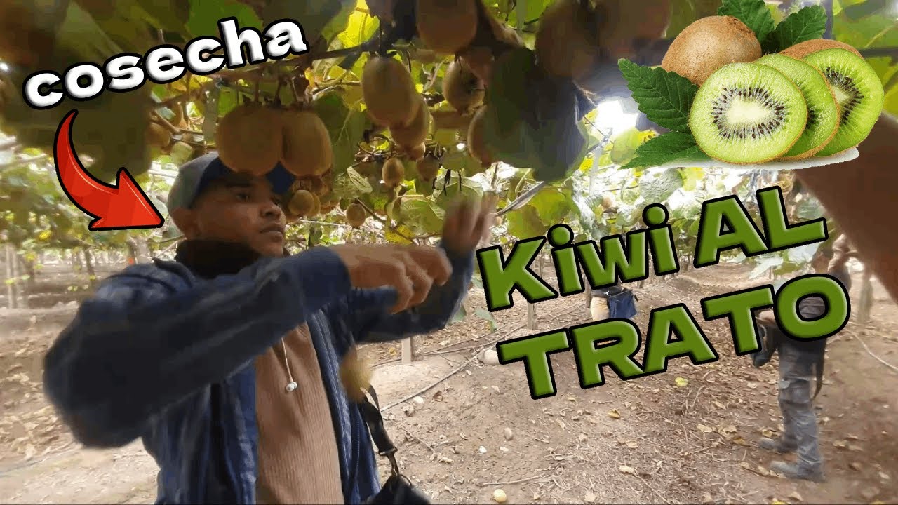 Increíble cosecha de kiwis al trato | 🥝 LO MEJOR