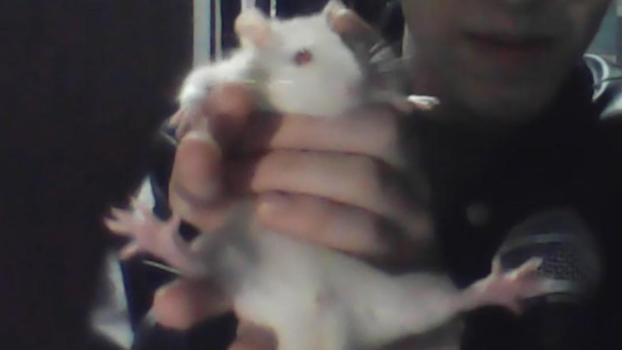 Ratas
